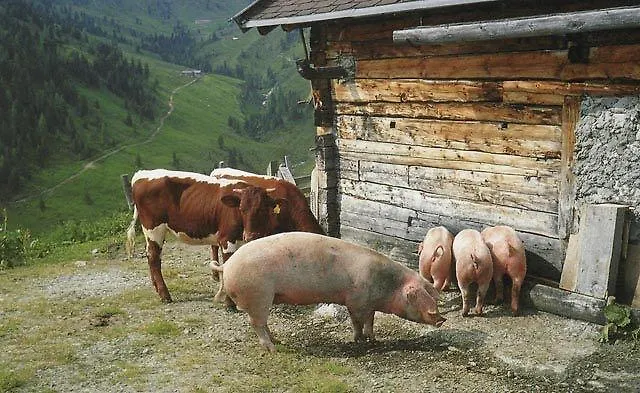 Haus Kathrin Apartment